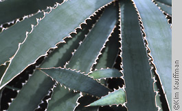 detail of succulent by horticultural photographer kim kauffman for editorial use