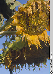garden photograph of spent sunflowers by garden photographer kim kauffman