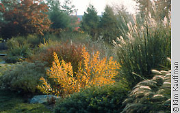 Horticulture photo of fall colors in michigan state university pernnial gardens by garden photographer kim kauffman