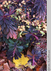 colorful foliage photograph by garden photographer kim kauffman