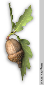 Photo illustration of acorn